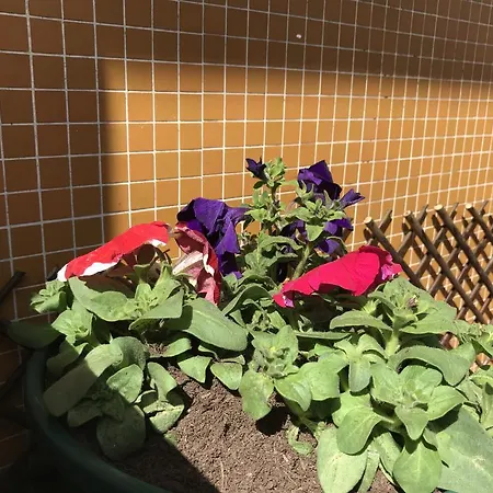 Pensjonat A Casa Margaridas